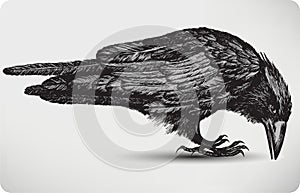 Black raven bird, hand-drawing. Vector illustratio