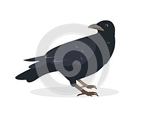 Black raven bird icon isolated for Nature and wildlife, birdwatching and ornithology design.