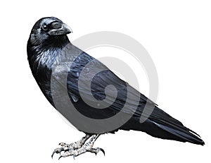 Black raven. Bird isolated on white.