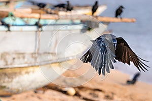 A black raven bird landing in the beach in Galle, Sri Lanka