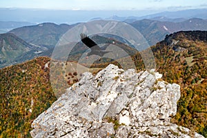 Black raven bird on the rock on top of the hill with beautiful mountain landscape