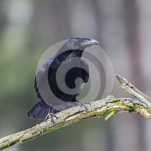 The black raven bird