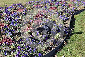 Black Raven on a Flower Bed in Switzerland