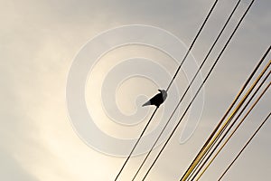 Black Raven bird on the wires. Slovakia