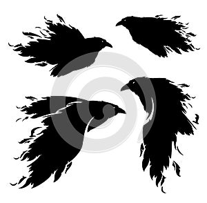 Black raven birds with flying feathers vector silhouette design set