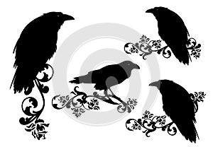 black raven birds with rose flower stems vector silhouette design set
