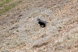 Black Raven with blue eyes
