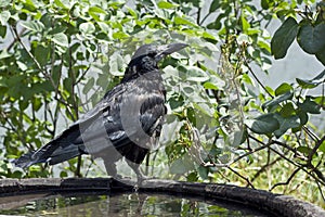 Black raven close-up