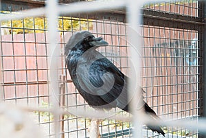 Black raven crow in old vintage metal cage behind bars sitting o
