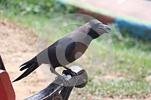 Black raven crow at the park