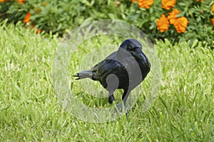 Black raven, crow strutting in the high grass, on a meadow