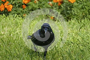 Black raven, crow strutting in the high grass, on a meadow