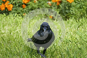 Black raven, crow strutting in the high grass, on a meadow