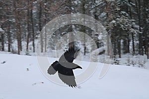 Black Raven in Flight