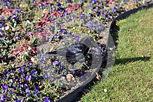 Black Raven on a Flower Bed in Switzerland