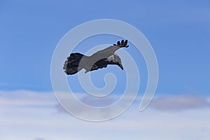 Black raven flying in the blue sky