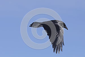 Black raven flying in the blue sky