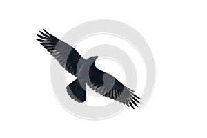 black raven flying isolated on white background