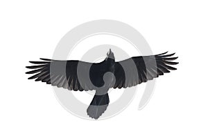 black raven flying isolated on white background