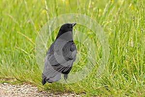 Black raven on a green field in Zurich in Switzerland