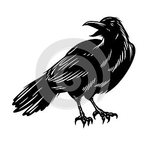 Black raven isolated on white