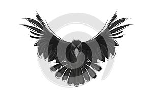 Black raven isolated on white background.