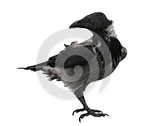 Black Raven Isolated on White Background.