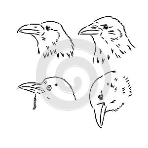 Black raven isolated on white background. Hand drawn crow.