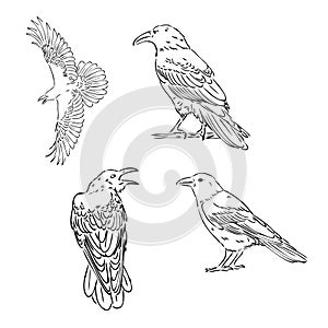 Black raven isolated on white background. Hand drawn crow.