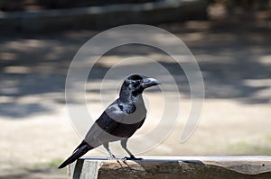 Black raven looking for meal at Kamakura`s gardens