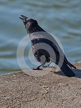 Black raven with an open beak