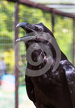 Black raven photo