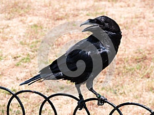 black raven perched on a fence looking back symbol of the tower of london