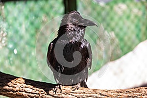 Black raven portrait close up from the side