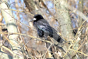 A black raven sits in autumn forest on Halloween. Black bird on branch raven, corbie