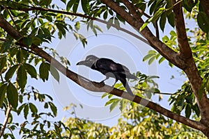 Black raven sits on the branch of the tree