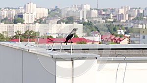 A black raven sits on the roof of a house with its beak open in the heat.