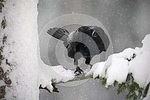 Black raven sitting on the snow tree during winter