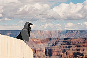 Black raven sitting on the white fence in the Grand Canyon