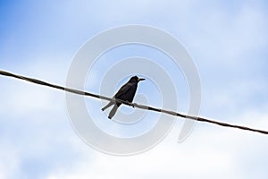 Black raven sitting on a wire