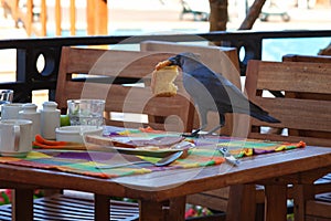 Black raven steals food from the table in a cafe