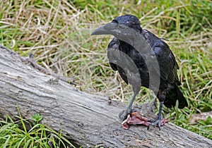 A black Raven steals a piece of food in Alaska.