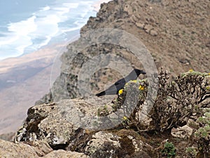 Black raven on the top of mountain