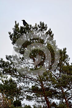 Black raven on the tree