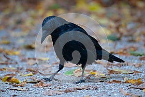 Black raven walking in an autumn park