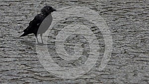 Black raven walks in the rain in slow motion.