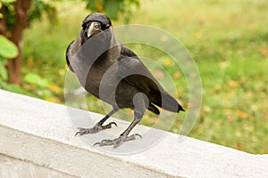 Black raven on a white stone fence.