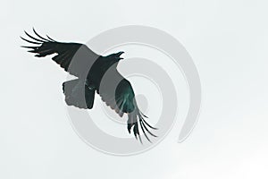black raven wings spread flying across the sky