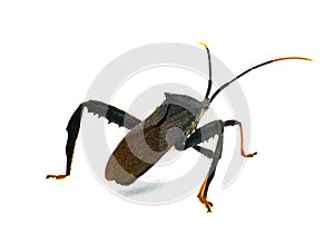 Black and red Acanthocephala terminalis is a species of leaf footed bug in the family Coreidae - orange tipped antennae isolated