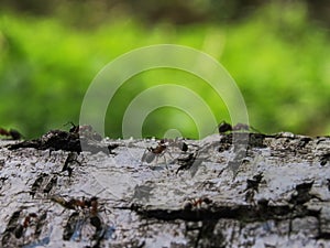 Black and red ants on a birchtree